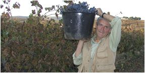 crianza riserva tempranillo
ribera del duero
